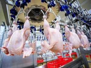Покупателей предупредили о грядущем дефиците курицы в России