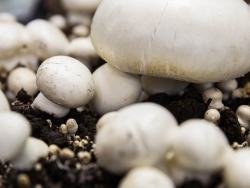 Производство грибов в России в 2023 году выросло до 146 тысяч тонн