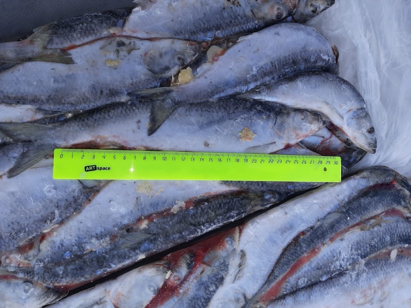 Замороженная сельдь тихоокеанская неразделанная тушка 300 грамм производитель Сахалин купить оптом