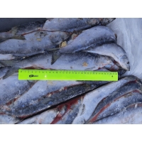 Замороженная сельдь тихоокеанская неразделанная тушка 300 грамм производитель Сахалин купить оптом