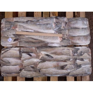 Замороженный минтай без головы 30-35 см купить рыбу оптом в Москве по ценам производителя с Камчатки
