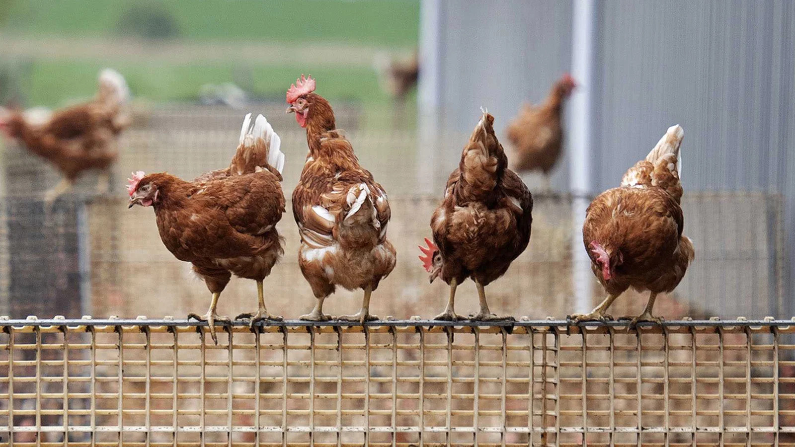 Почему курица дорожает и цены на неё побили исторический рекорд
